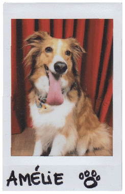 Amélie The Dog
